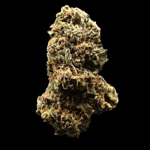 dream fritters premium flower