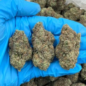 fundip gelato indoor mid tier flower