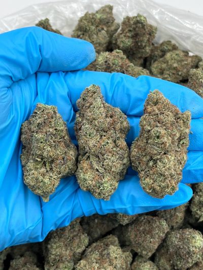 fundip gelato indoor mid tier flower