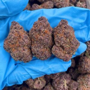 tropicana starburst indoor mid tier flower