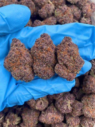 tropicana starburst indoor mid tier flower