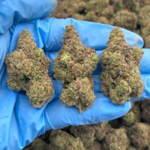 dante's inferno indoor mid tier flower