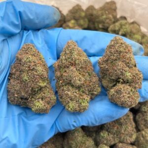 mochilato indoor mid tier flower