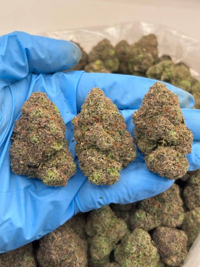 mochilato indoor mid tier flower