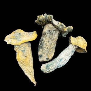 ape mushrooms shroom product