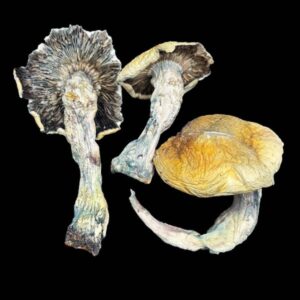 jedi mind fuck mushrooms shroom product