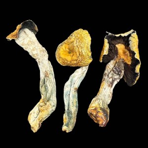 Bluey Vuitton Mushrooms – Specialty Mushroom Product at Bread Monkey bluey vuitton mushrooms shroom product