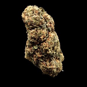 frosted lollipop premium flower