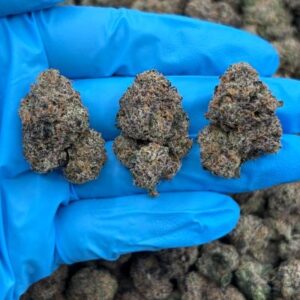 sugar puff indoor mid tier flower