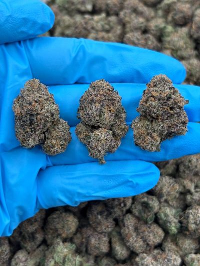 Sugar Puff – Indoor Mid-Tier Cannabis Flower at Bread Monkey sugar puff indoor mid tier flower