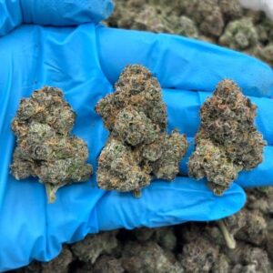 gumdrop indoor high tier flower