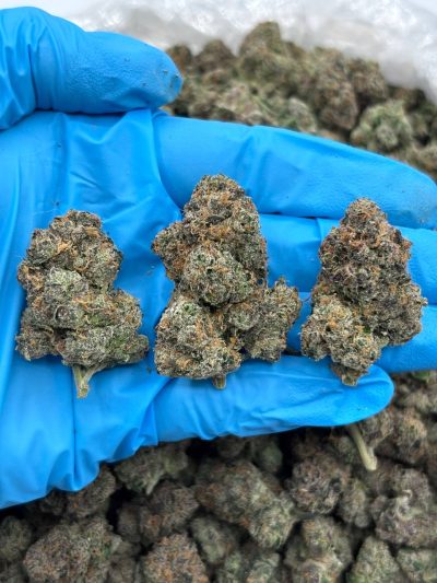 Gumdrop – Indoor High-Tier Cannabis Flower at Bread Monkey gumdrop indoor high tier flower