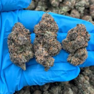 pixie stix indoor mid tier flower