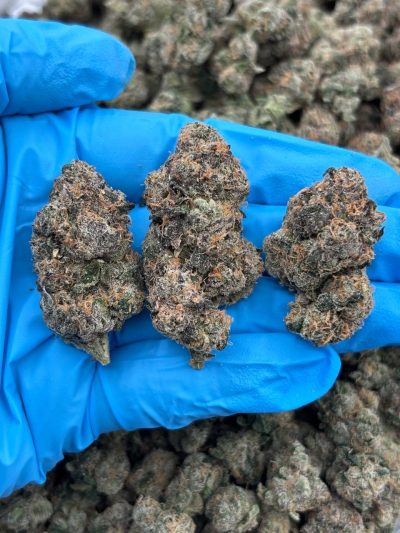 pixie stix indoor mid tier flower