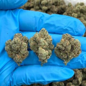 sour beltz indoor high tier flower