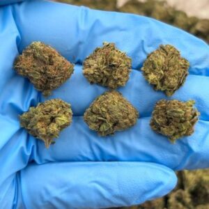 electra ice low tier flower