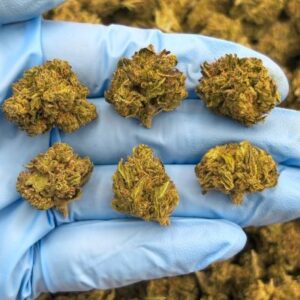 Gellonade – Low-Tier Cannabis Flower at Bread Monkey gellonade low tier flower