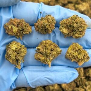 laffy taffy runtz low tier flower