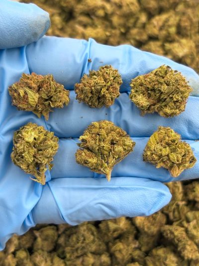 laffy taffy runtz low tier flower