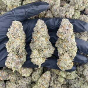 gelato sourbeltz indoor high tier flower