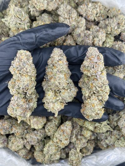 gelato sourbeltz indoor high tier flower