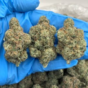 black devil fruit indoor high tier flower