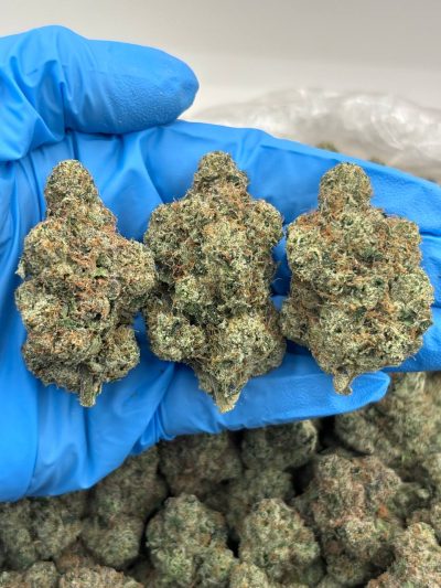 black devil fruit indoor high tier flower