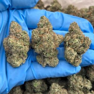 blue nectar indoor high tier flower